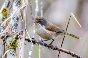 Brown Creeper Pipipi in New Zealand