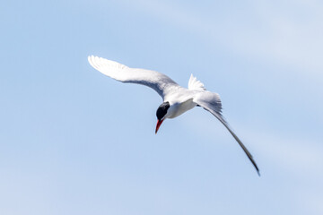 Caspian Tern in New Zealand