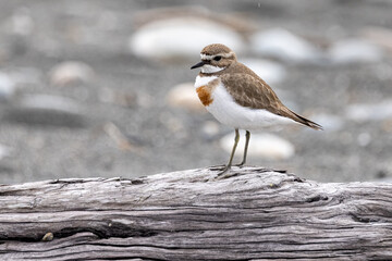 Double Banded Dotterel in New Zealand