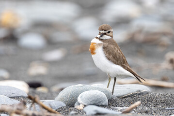 Double Banded Dotterel in New Zealand