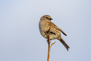 Dunnock, Hedge Sparrow