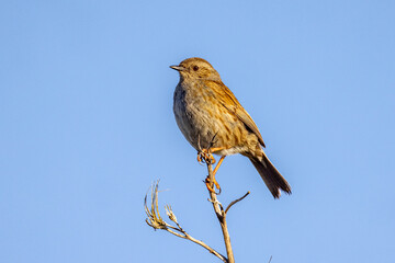 Dunnock, Hedge Sparrow