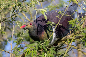Kereru, Endemic New Zealand Wood Pigeon