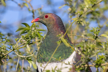 Kereru, Endemic New Zealand Wood Pigeon