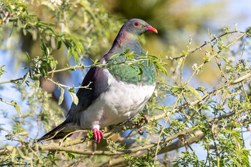 Kereru, Endemic New Zealand Wood Pigeon