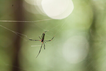 A spider hanging from the web, Tangkoko National Park, Indonesia