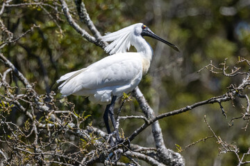 Royal Spoonbill in New Zealand