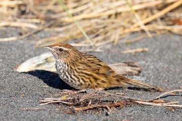 South Island Fernbird, Endemic to New Zealand