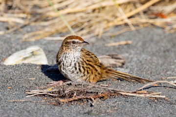 South Island Fernbird, Endemic to New Zealand