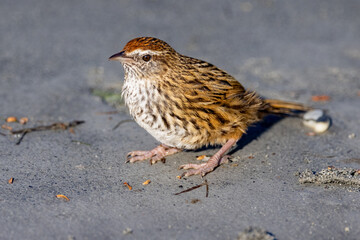 South Island Fernbird, Endemic to New Zealand