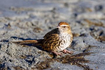 South Island Fernbird, Endemic to New Zealand