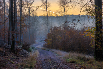 Forstweg im Pfälzer Herbstwald