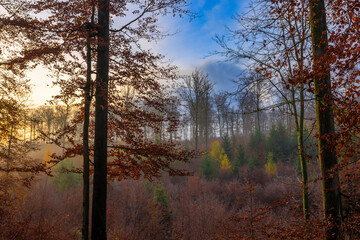 Landschaft im Pf&auml;lzer-Wald im Morgentau