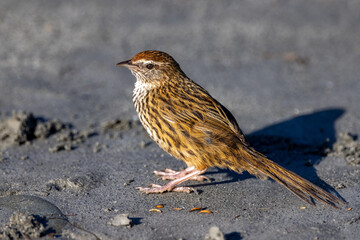 South Island Fernbird, Endemic to New Zealand