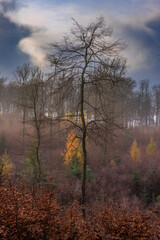 Landschaft im Pf&auml;lzer-Wald im Morgentau