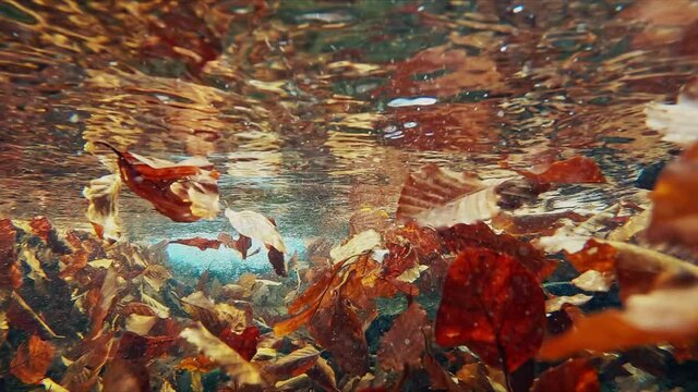 Autumn underwater shots in the mountain stream full of golden floating leaves, Beskidy, Poland