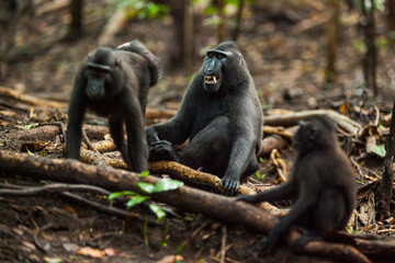 Three Sulawesi crested macaques in the woods, one of them is grinning, Tangkoko National Park, Indonesia
