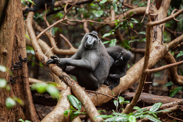 Celebes crested macaques grooming each other, Tangkoko National Park, Indonesia