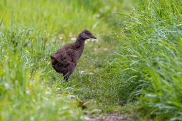 Weka, Endemic Rail of New Zealand
