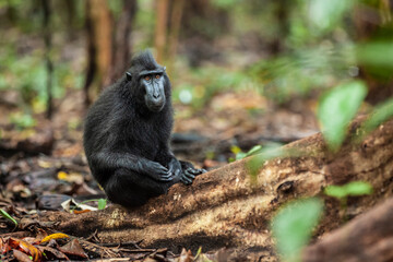 Crested black macaque with thoughtful face expression is sitting on the tree root,Tangkoko National Park, Indonesia