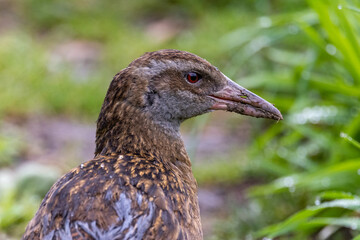 Weka, Endemic Rail of New Zealand