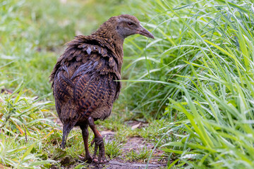 Weka, Endemic Rail of New Zealand