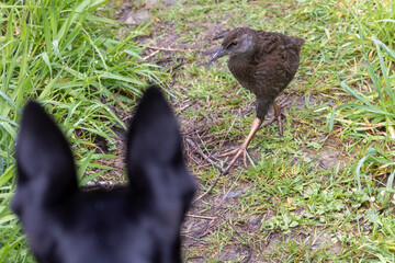 Weka, Endemic Rail of New Zealand