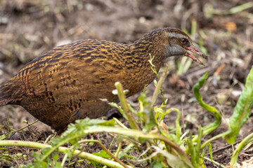 Weka, Endemic Rail of New Zealand