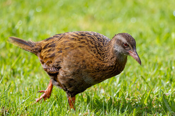 Weka, Endemic Rail of New Zealand