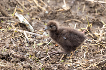 Weka, Endemic Rail of New Zealand