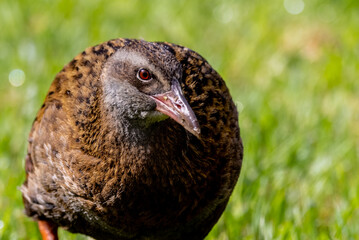 Weka, Endemic Rail of New Zealand