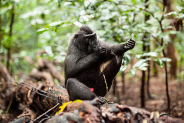 Crested black macaque scratches its arm, Tangkoko National Park, Indonesia