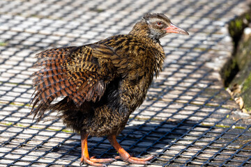 Weka, Endemic Rail of New Zealand