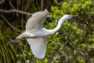 White Heron at Breeding Colony in Okarito, New Zealand