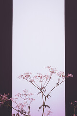 Flowers creative background. White blooming meadow flowers against striped black and white house wall. Toned backdrop for design or greeting card. Cow parsley (Anthriscus sylvestris) or Wild Chervil