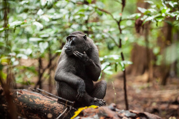The Celebes crested macaque scratches its chin, Tangkoko National Park, Indonesia