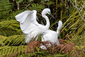 White Heron at Breeding Colony in Okarito, New Zealand