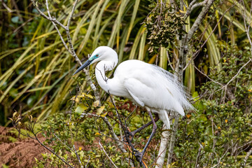 White Heron at Breeding Colony in Okarito, New Zealand