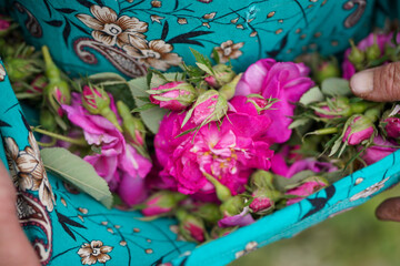 Rose Garden Damascus Rose Bulgarian variety