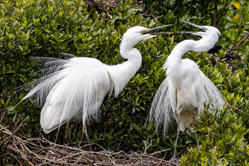 White Heron at Breeding Colony in Okarito, New Zealand