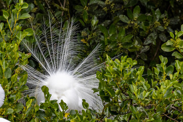 White Heron at Breeding Colony in Okarito, New Zealand