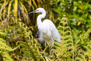 White Heron at Breeding Colony in Okarito, New Zealand