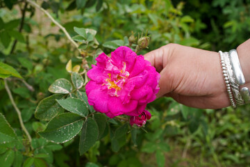 Rose Garden Damascus Rose Bulgarian variety