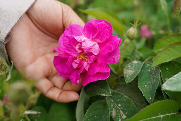 Rose Garden Damascus Rose Bulgarian variety
