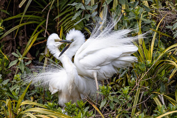 White Heron at Breeding Colony in Okarito, New Zealand