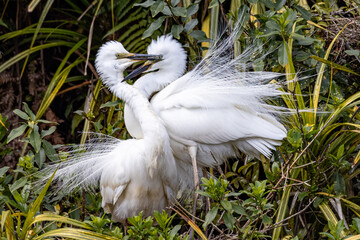 White Heron at Breeding Colony in Okarito, New Zealand