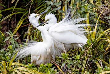 White Heron at Breeding Colony in Okarito, New Zealand