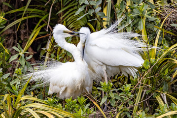 White Heron at Breeding Colony in Okarito, New Zealand