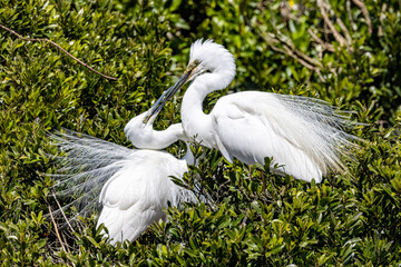 White Heron at Breeding Colony in Okarito, New Zealand