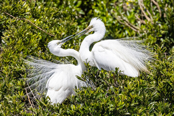 White Heron at Breeding Colony in Okarito, New Zealand